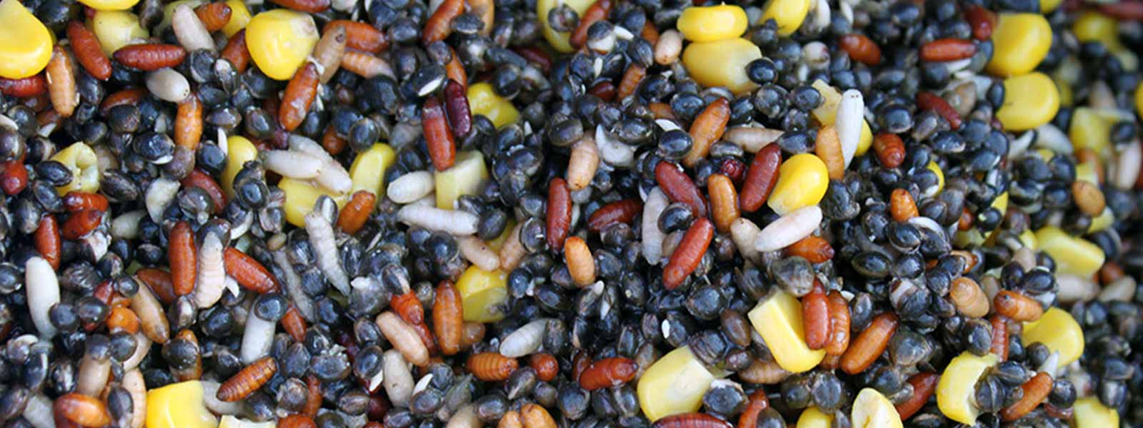 Das richtige Futter für Schleie