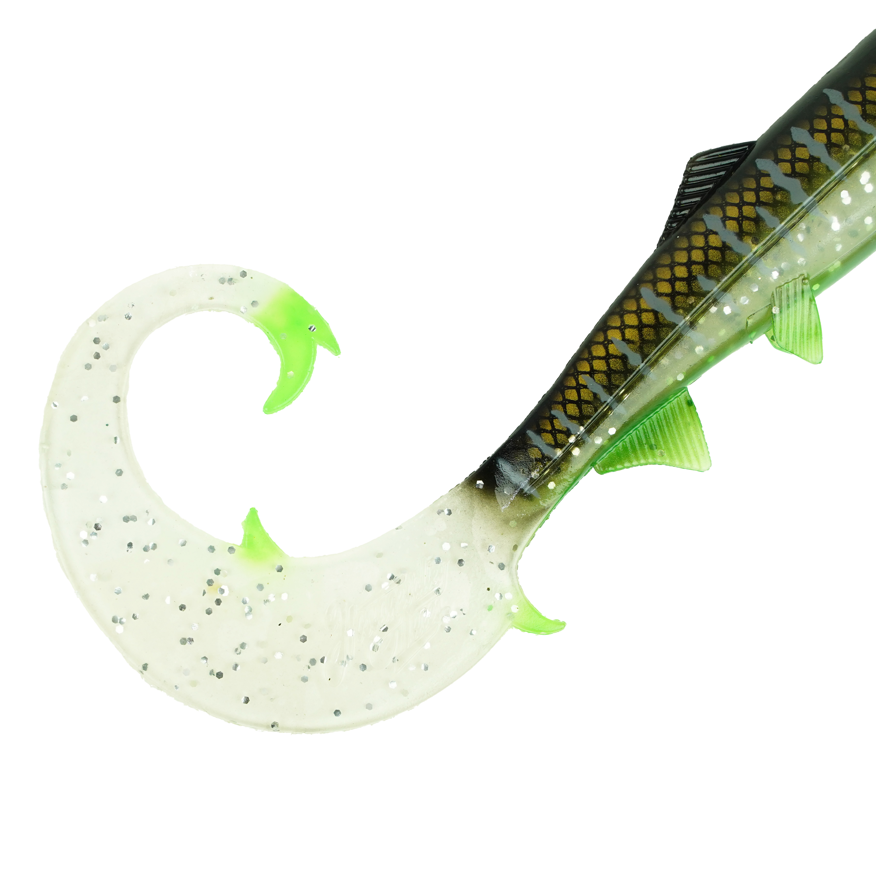 Hostagevalley Curlytail - Malawi Clair - 24cm
