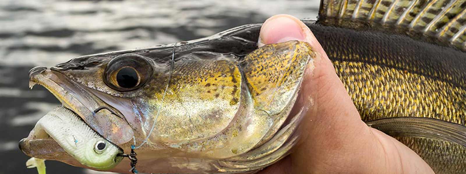 roofvis_snoekbaars_softbait_dropshot