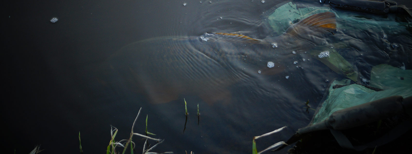 Release karper vangst