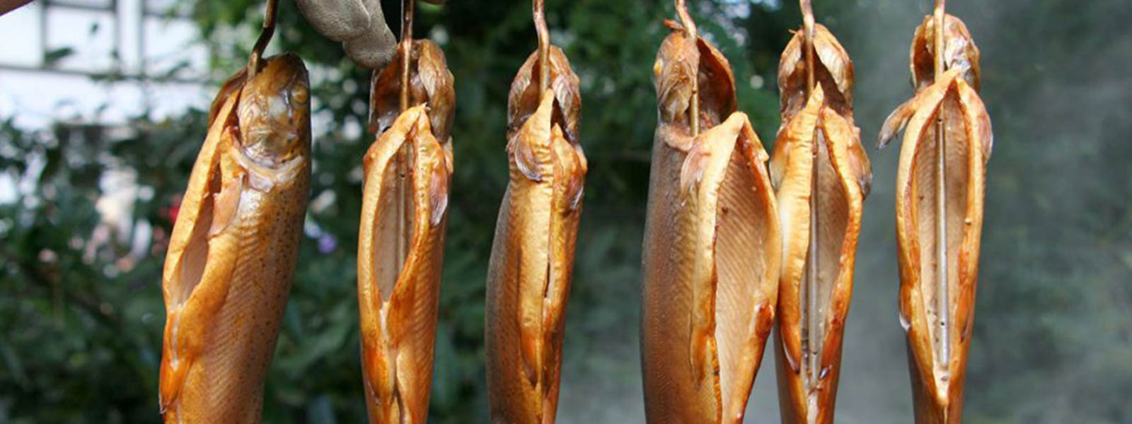 Visroken_Raven_Uitgelicht