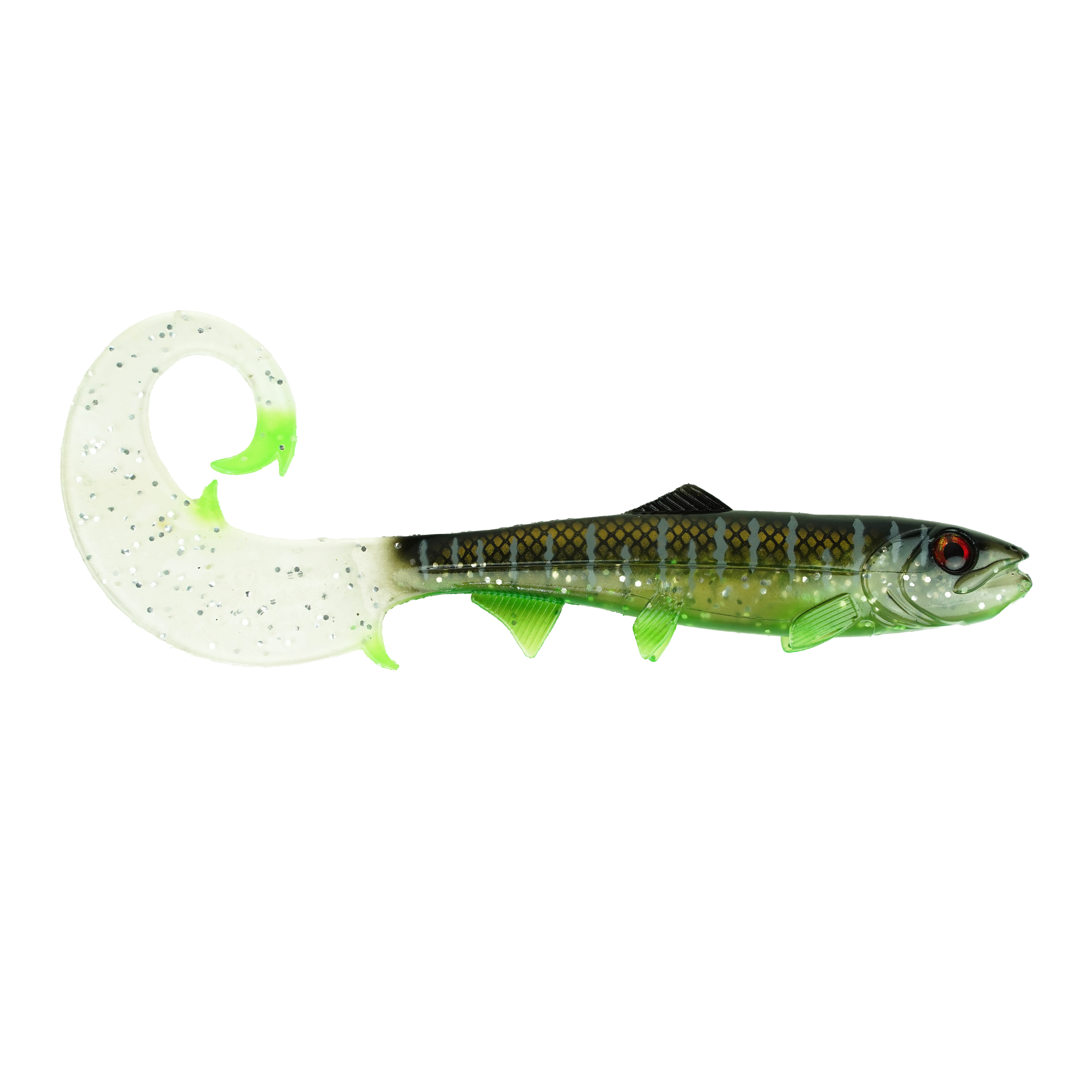 Hostagevalley Curlytail - Malawi Clair - 24cm