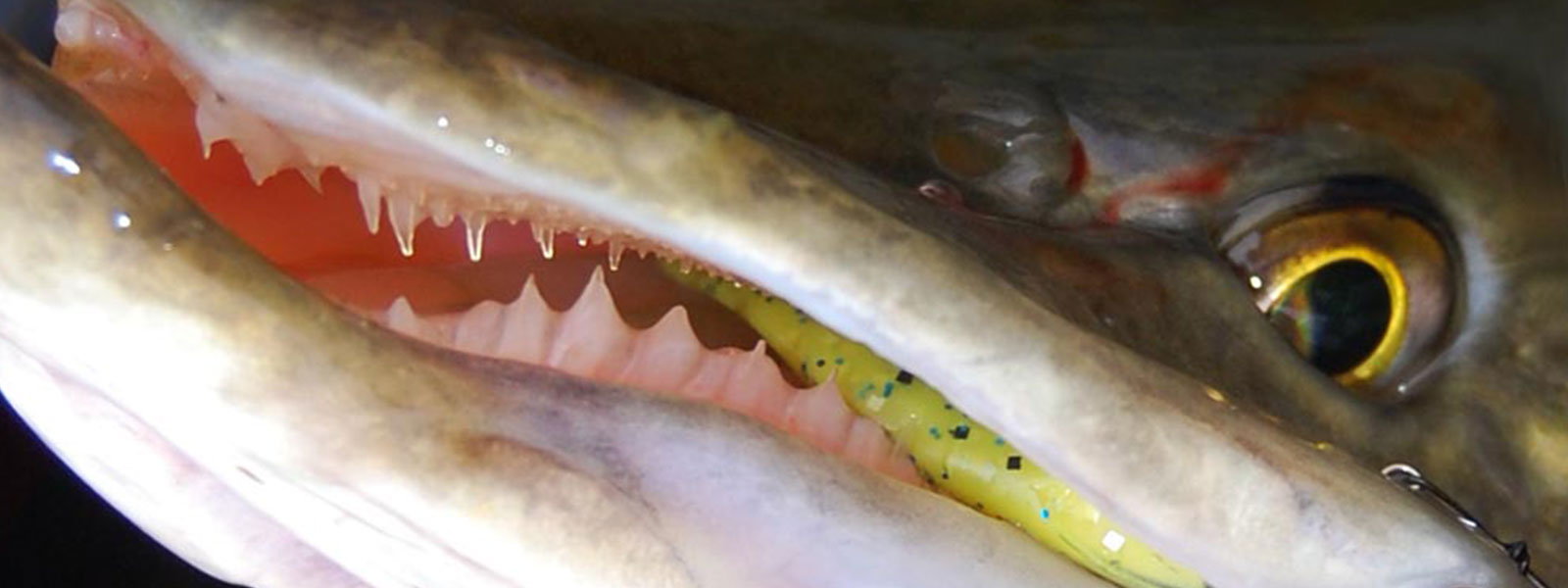 wintertips_kunstaas_raven