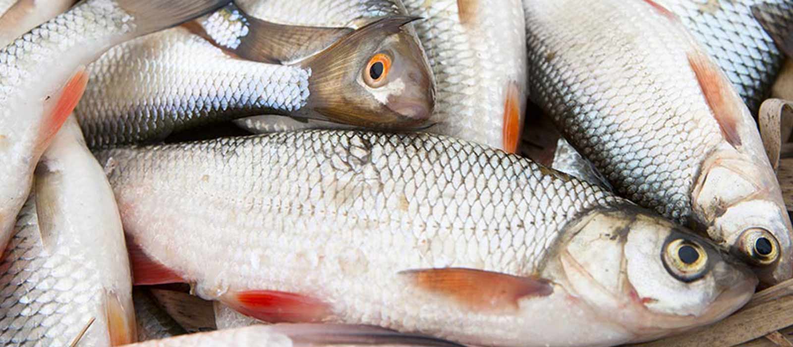 Blankvoorn voor het doodaas roofvissen