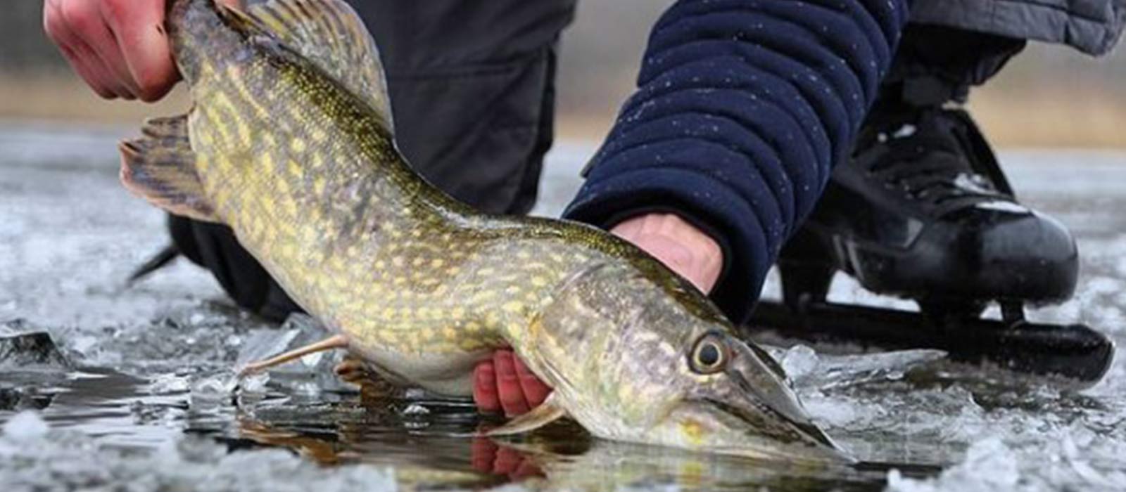 ijsvissen snoek vangst