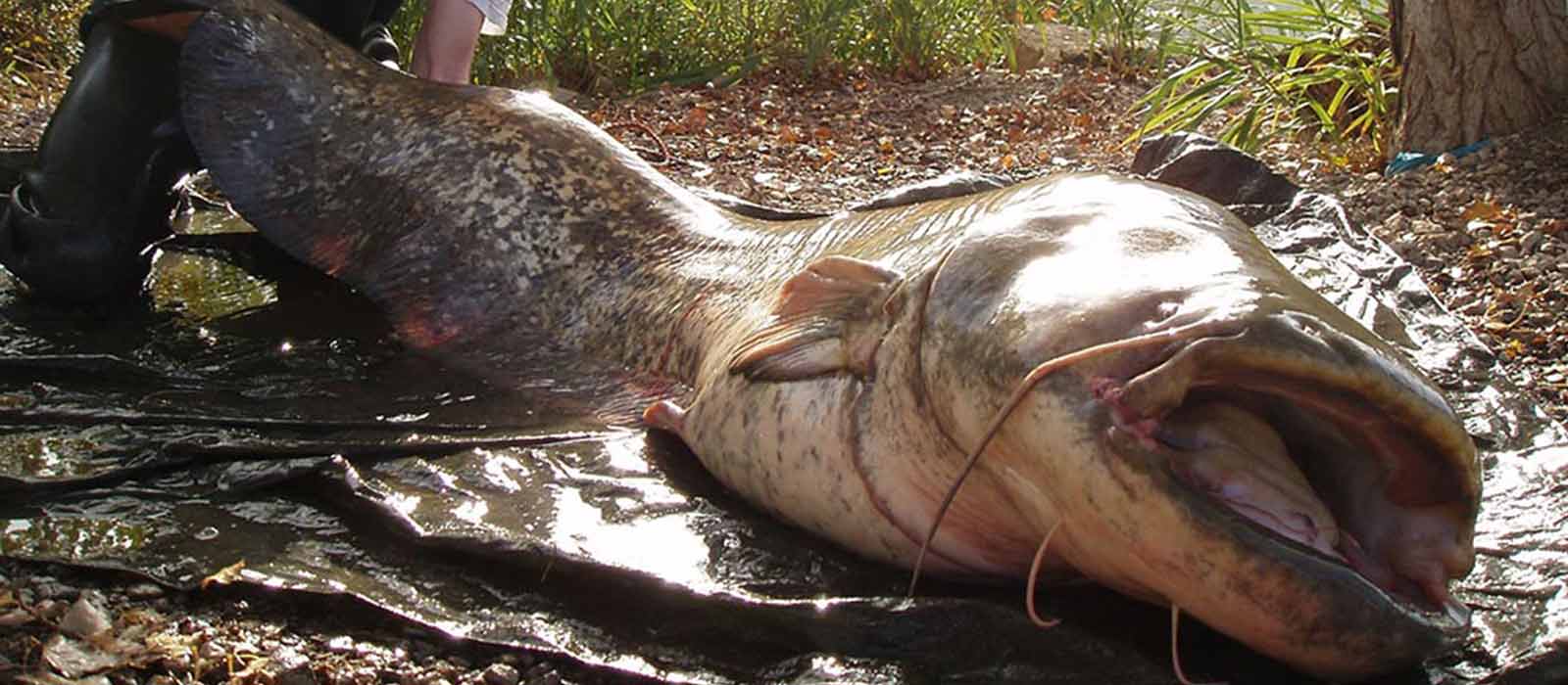 Meerval kan ook vanaf de kant goed worden gevangen.