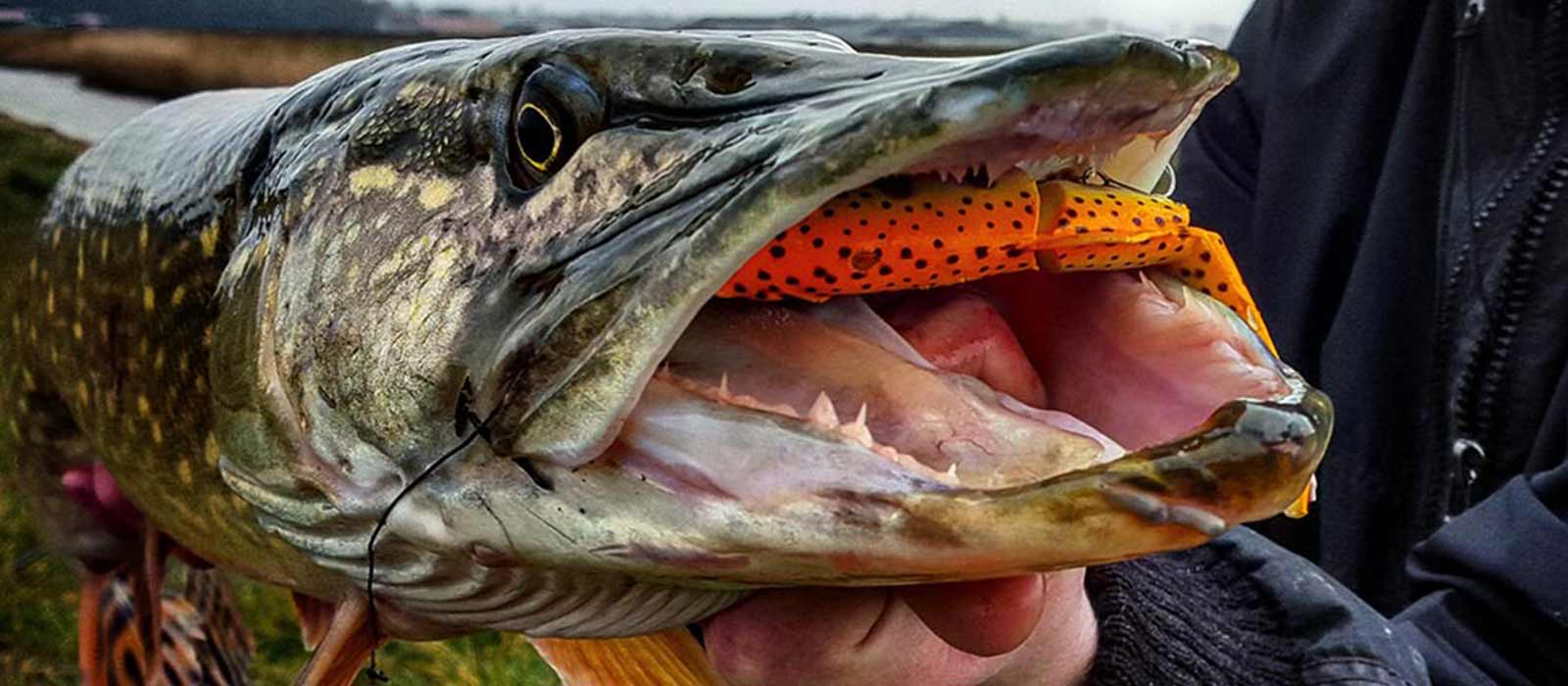 Snoekseizoen voorjaar plug