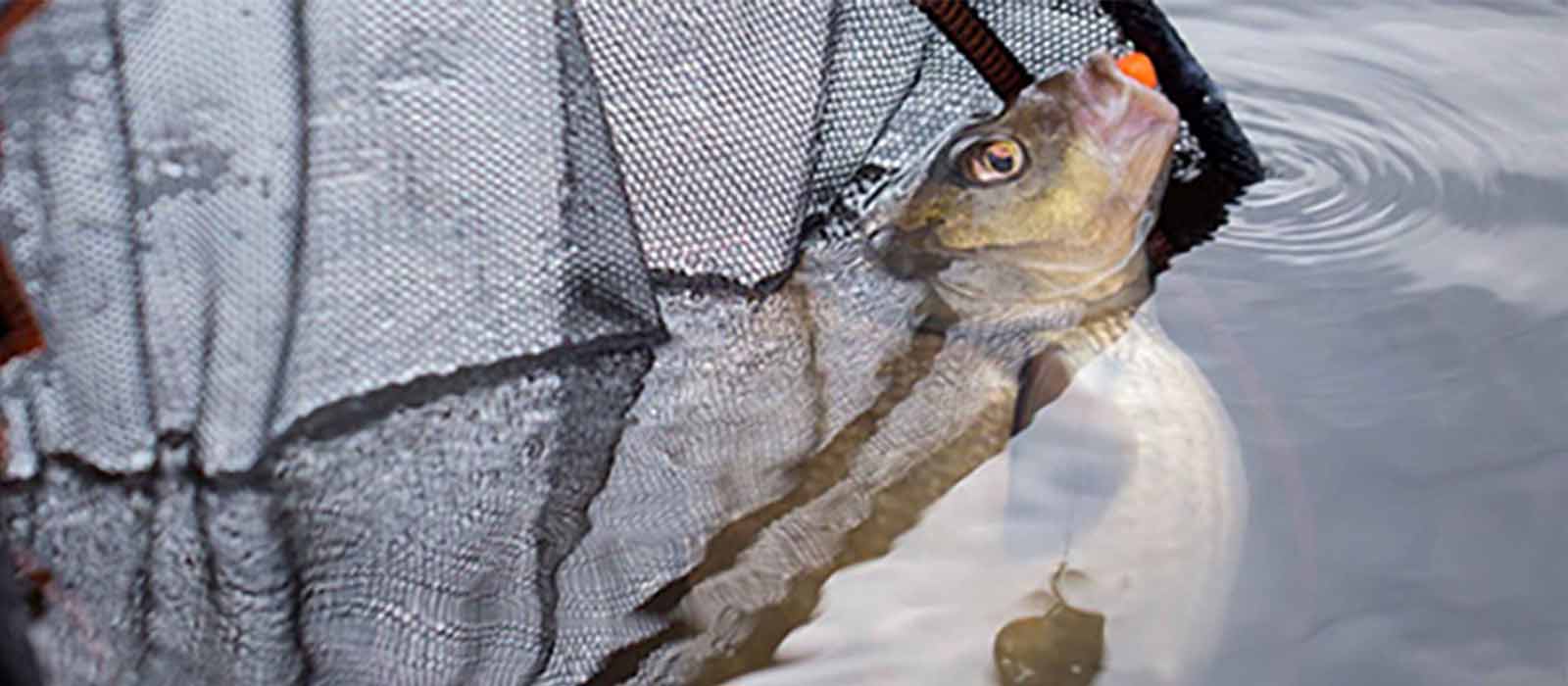 Met het juiste materiaal is een brasem goed te vangen.