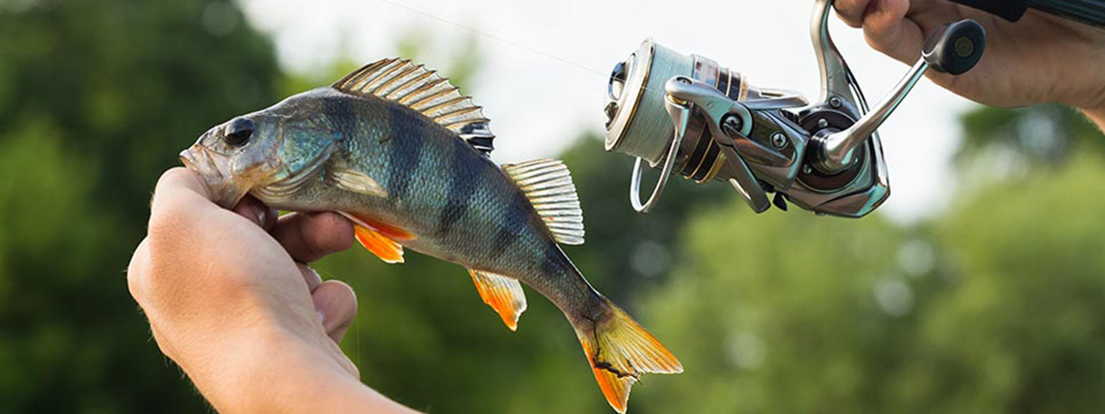 gevlochtenlijn_roofvis_raven