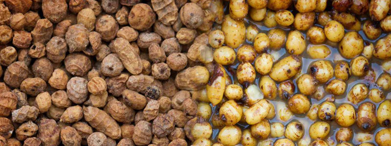 Tijgernoten_Uitgelicht