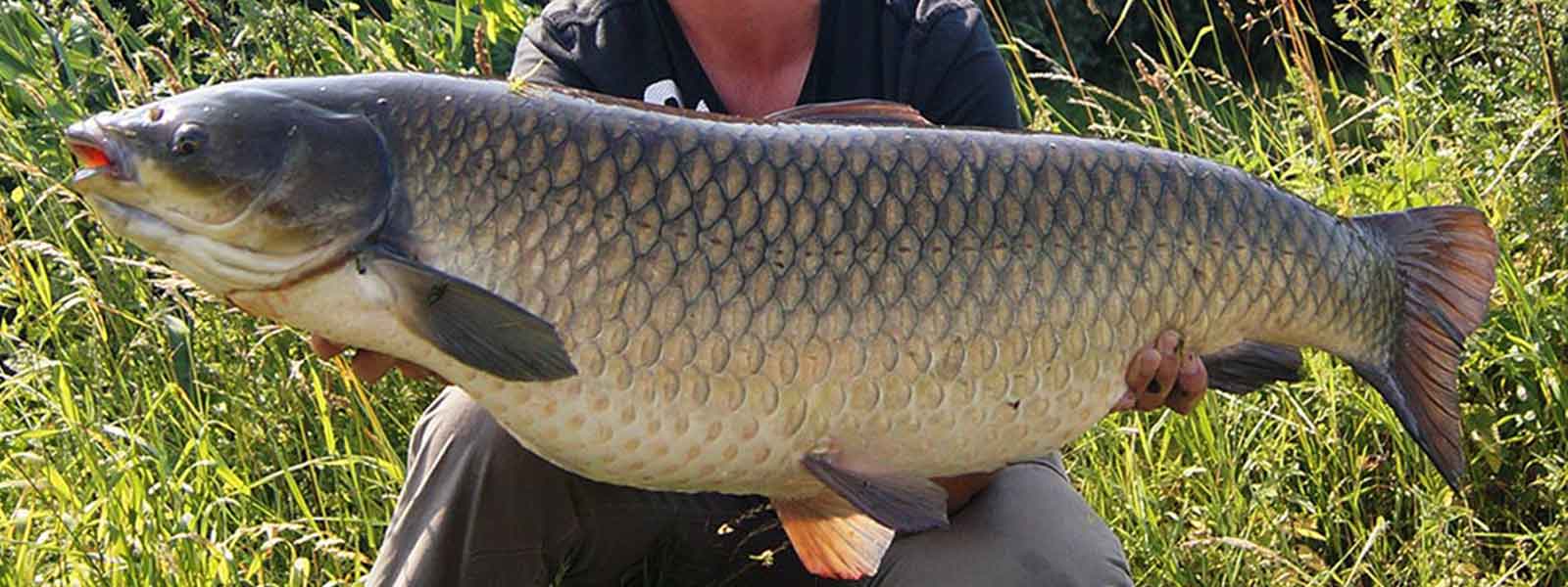 graskarper_ivonijboer_raven