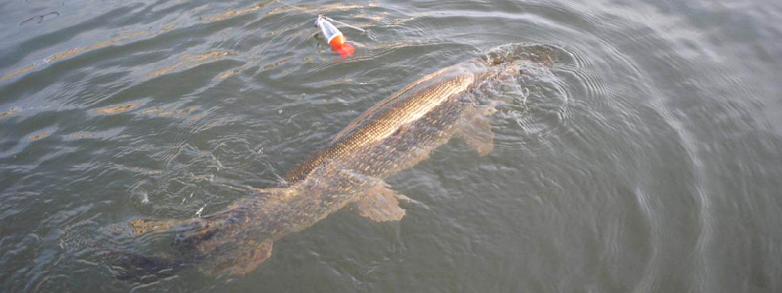 wintertips_snoekvissen_doodaas_raven