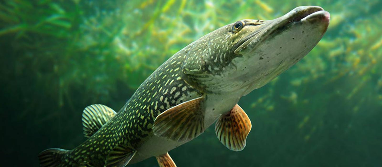 Snoekseizoen voorjaar