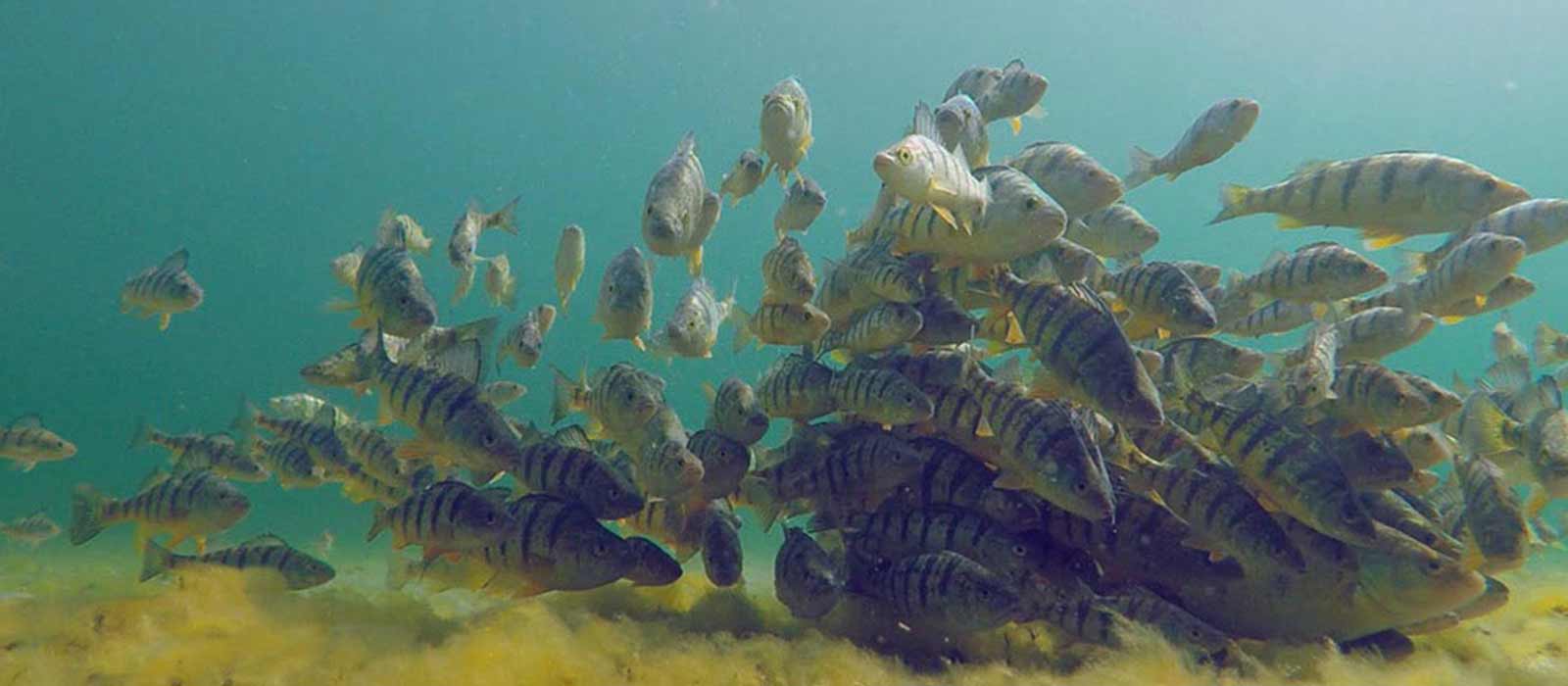 Baarsvissen in groepen