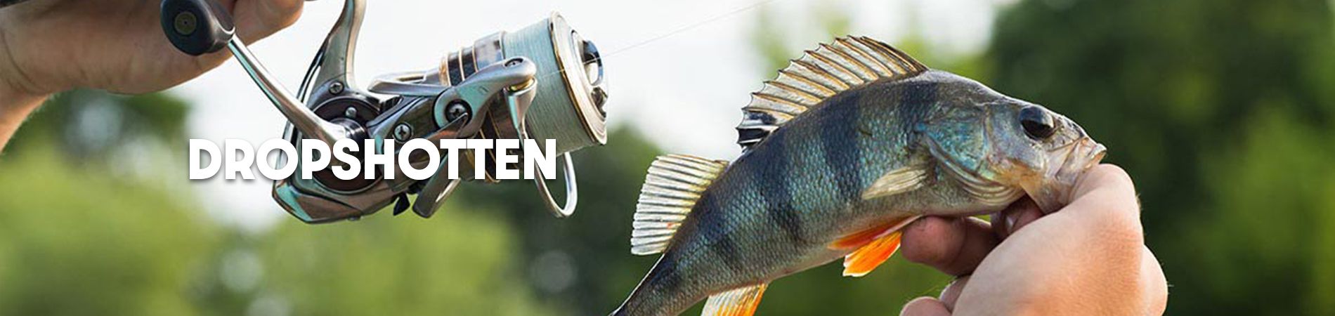 Dropshotten op baars? Hier lees je alles wat je moet weten!